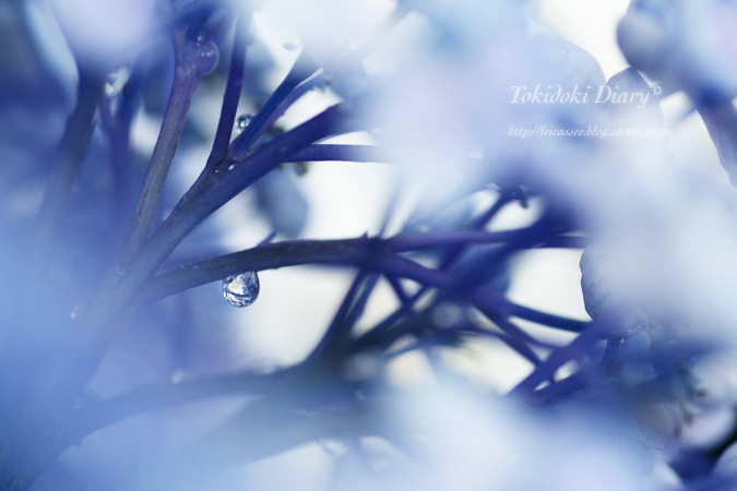 おたふく紫陽花s.jpg