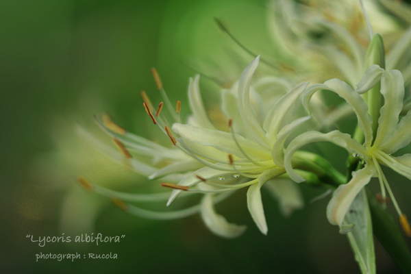 Lycoris-albiflora_1.jpg