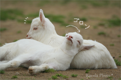 goat_cccc.jpg