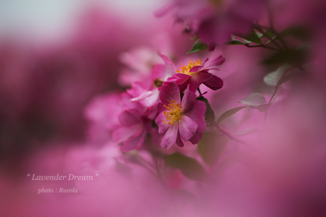 lavender-dream.jpg
