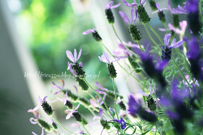 lavender2.jpg