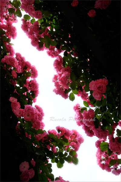rose_gate.jpg